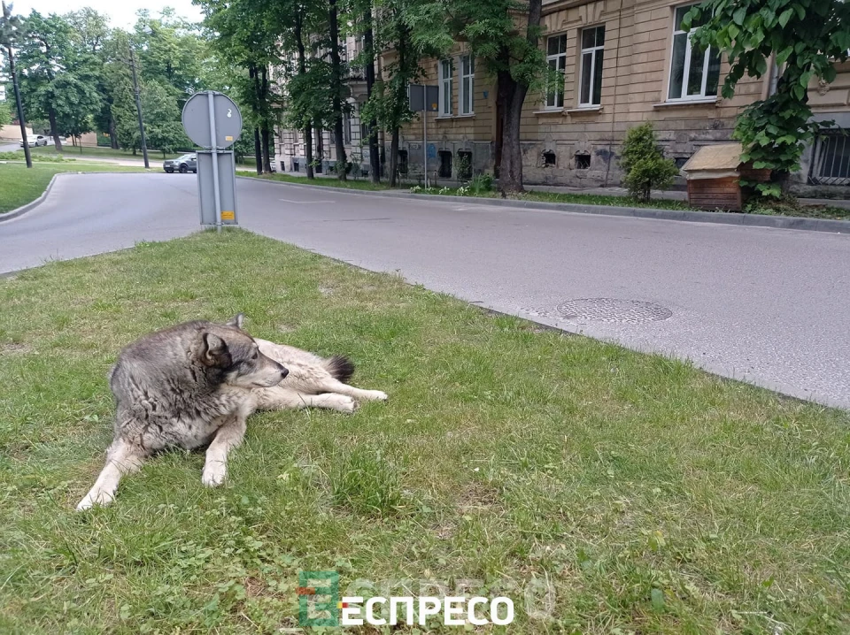 собака